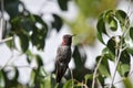 Anna`s Hummingbird Calypte anna on a ficus benjamina tree branch Royalty Free Stock Photo