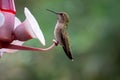 Anna`s Hummingbird Calypte anna perched and posing at a red and pink  hummingbird feeder, with green and white feathers Royalty Free Stock Photo