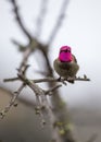 Anna`s hummingbird Calypte anna Royalty Free Stock Photo