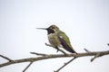 Anna`s hummingbird Calypte anna Royalty Free Stock Photo