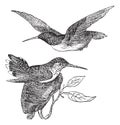 Anna`s Hummingbird or Calypte anna vintage engraving