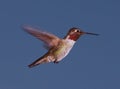 Anna's Hummingbird at Dusk