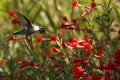 Anna`s Hummingbird feeding in a field of red California Fuschia.