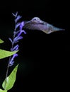 Anna`s Hummingbird Feeding at Purple Salvia Royalty Free Stock Photo