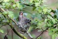 Annas Hummingbird Feeds Chick Royalty Free Stock Photo