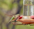 Anna`s Hummingbird Female at Feeder Royalty Free Stock Photo