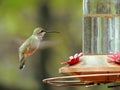 Anna`s Hummingbird Female Hovering at Feeder Royalty Free Stock Photo