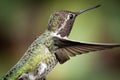Anna's Hummingbird in Flight Royalty Free Stock Photo