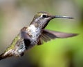 Anna's Hummingbird in Flight Royalty Free Stock Photo