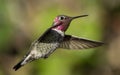 Anna's Hummingbird in Flight Royalty Free Stock Photo