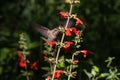 Anna`s Hummingbird in flight, feeding on red flowers. Royalty Free Stock Photo