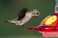 Anna`s Hummingbird in flight.