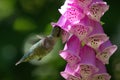 Anna\'s Hummingbird in flight with its beak in purple foxglove Royalty Free Stock Photo