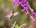 Anna`s Hummingbird in Flight with Purple Flowers Royalty Free Stock Photo