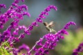 Anna`s Hummingbird in Flight with Purple Flowers Royalty Free Stock Photo