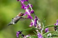 Anna`s Hummingbird in Flight with Purple Flowers Royalty Free Stock Photo