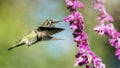 Anna`s Hummingbird in Flight with Purple Flowers Royalty Free Stock Photo