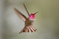 Anna\'s Hummingbird in Flight Royalty Free Stock Photo