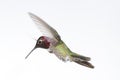 Anna`s hummingbird in flight on white background Royalty Free Stock Photo