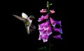 Anna`s Hummingbird with flowers of purple foxglove Royalty Free Stock Photo