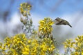 Anna's Hummingbird flying drinking from yellow flowers Royalty Free Stock Photo
