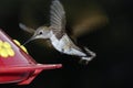 Anna's hummingbird flying near a feeder