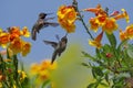 Hummingbirds Garden Scene