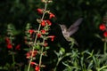 Anna`s Hummingbird, mid flight, near red flowers. Royalty Free Stock Photo