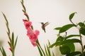 Anna`s hummingbird in mid flight on a smoky day