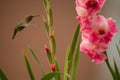 Anna`s hummingbird in mid flight on a smoky day