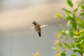 Anna`s hummingbird in mid flight on a smoky day