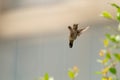 Anna`s hummingbird in mid flight on a smoky day