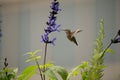 Anna`s hummingbird in mid flight on a smoky day