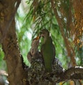 Anna`s hummingbird mom feeding her baby