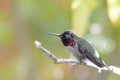 Anna's Hummingbird