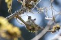 Annas Hummingbird breeding Royalty Free Stock Photo