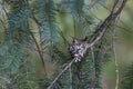 Anna's Hummingbird Nest Royalty Free Stock Photo