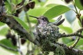 Anna\'s hummingbird nest Royalty Free Stock Photo