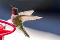 Anna`s Hummingbird Royalty Free Stock Photo