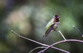 Anna`s Hummingbird perched on a branch