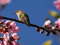 Anna\'s hummingbird perched on flowering cherry tree branch, California, Calypte anna, green feathers Royalty Free Stock Photo