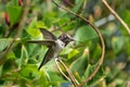 Anna`s hummingbird perched on twig Royalty Free Stock Photo