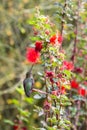 Anna`s Hummingbird, perched on leaf, red flowers nearby.