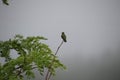 An Anna& x27;s hummingbird perched on the tip of a tree branch Royalty Free Stock Photo