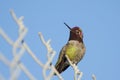 Anna's Hummingbird on a Fence