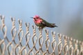 Anna`s hummingbird with pink head atop fence