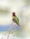 Anna's hummingbird Royalty Free Stock Photo