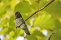 Anna's Hummingbird Preening (Calypte Anna)