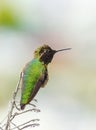 Anna's hummingbird Royalty Free Stock Photo