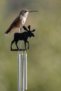 Anna`s hummingbird sits on a bull moose windchime